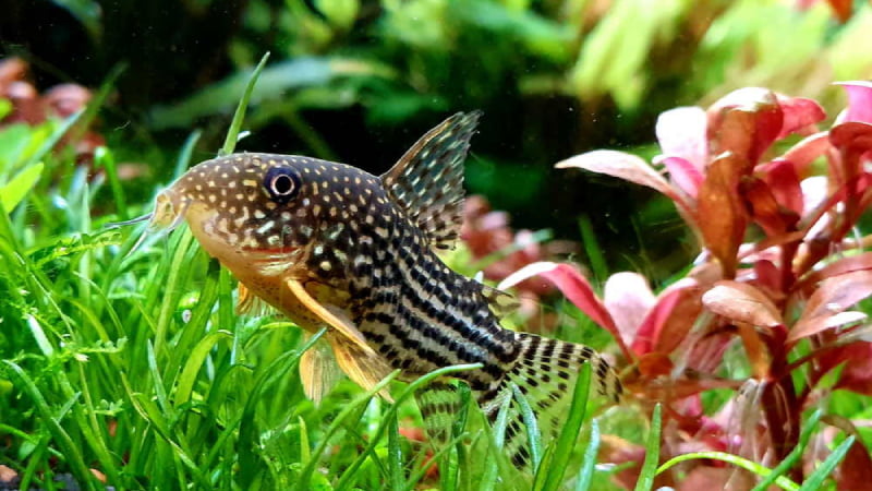 Top 8 Best Plants For Cory Catfish - How To Choose?