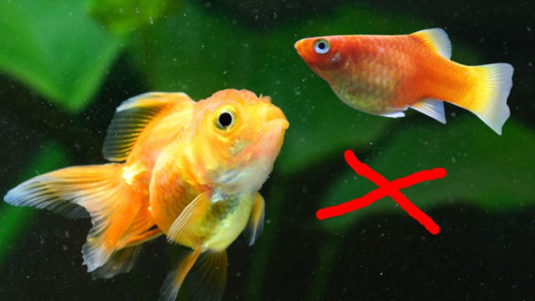 4 Reasons Why Keeping Platy And Goldfish Together Is Not Advisable. Some Other Alternative Tank Mates For Your Platy And Goldfish