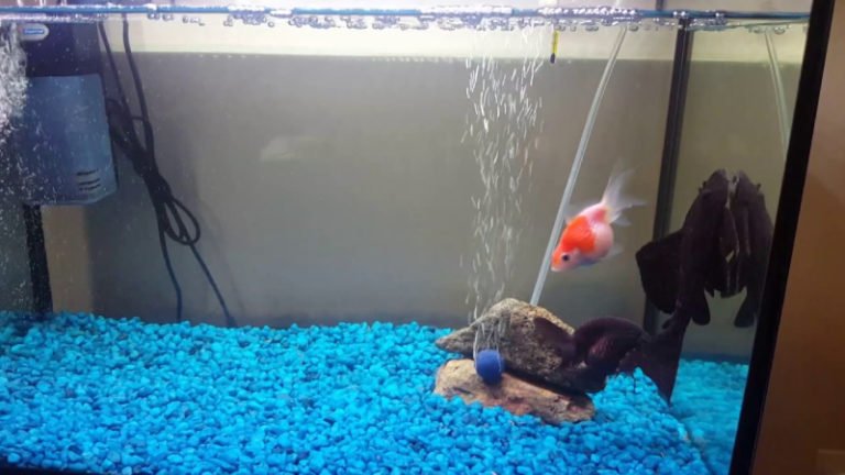 Can You Keep Pleco And Goldfish Together? A Guide To Helping You Introduce Pleco To Goldfish Tank