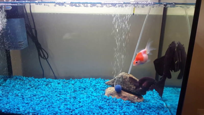 Pleco And Goldfish: Can They Peacefully Coexist? (4 facts)
