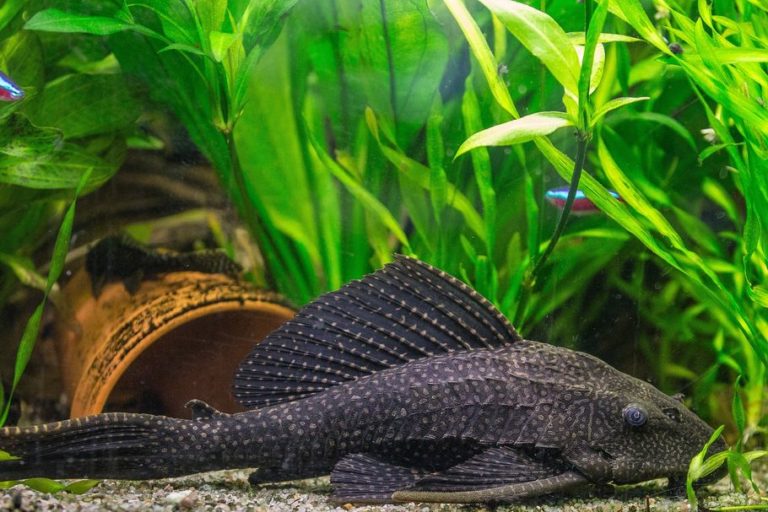 Pleco And Goldfish Can They Peacefully Coexist? (4 facts)