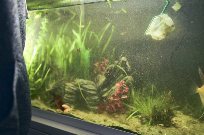 Poor water conditions in goldfish tank can make them fight