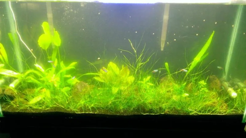 Poor water quality in the tank