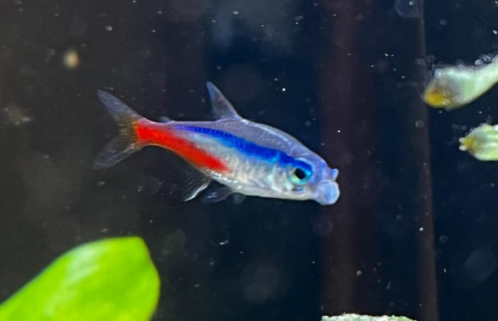 It is better to pour food into the neon tetras aquarium in small amounts, rather than all at once. 