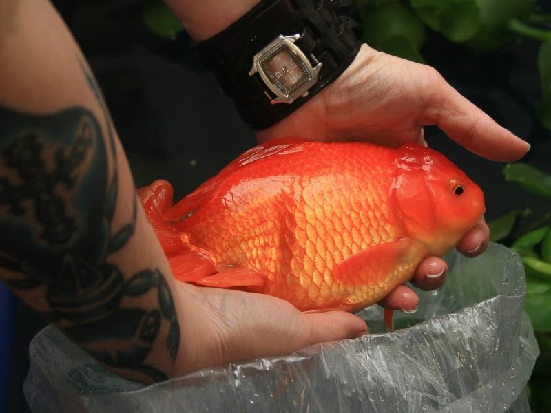 Prepare goldfish for eating