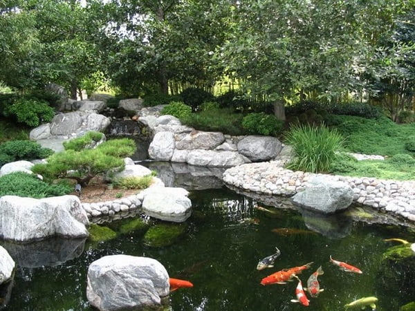Provide more shades for koi fish pond with trees