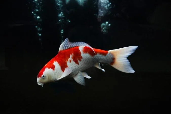 Purebred koi