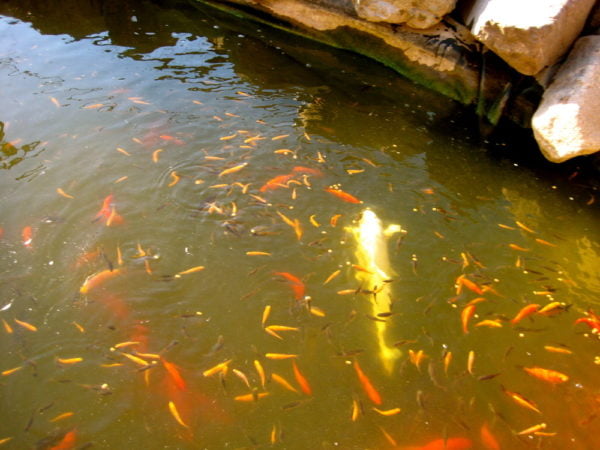 Quality of care can affect the baby koi's color