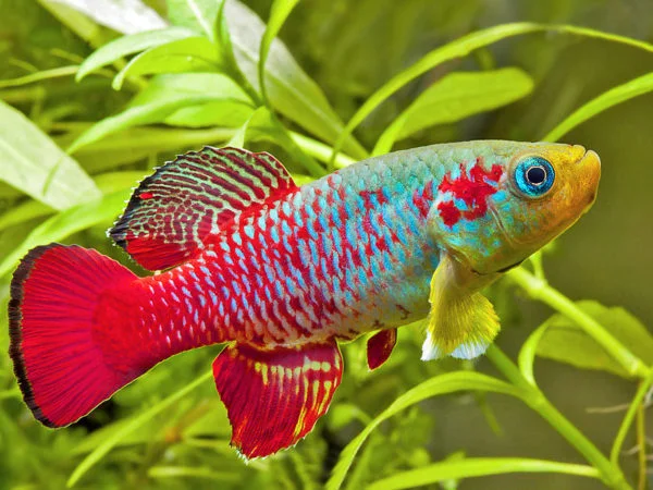 Redtail notho (Nothobranchius guentheri)