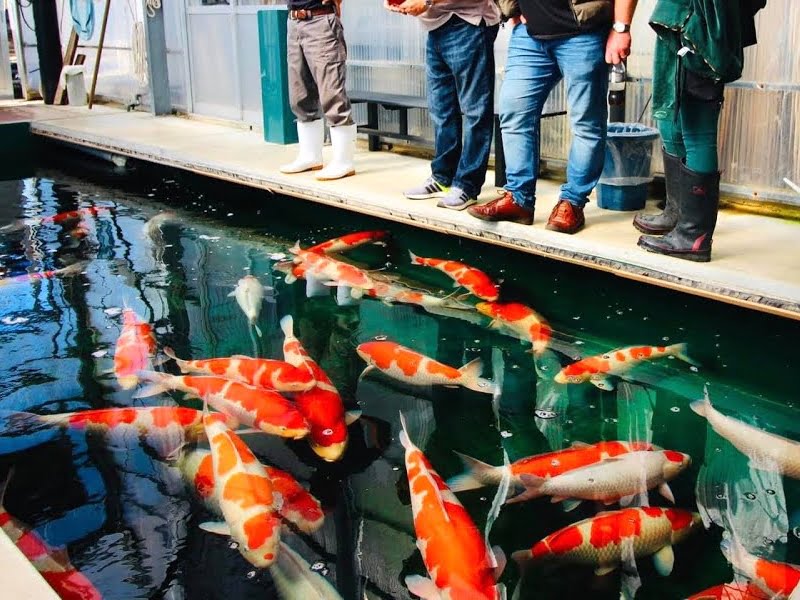 Reputable places will supply good quality koi fish