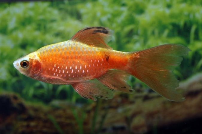 Rosy barb (Pethia conchonius)