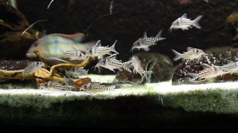School of Cory catfish