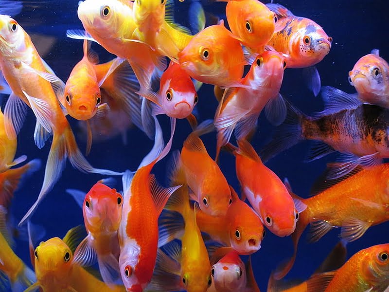 School of goldfish