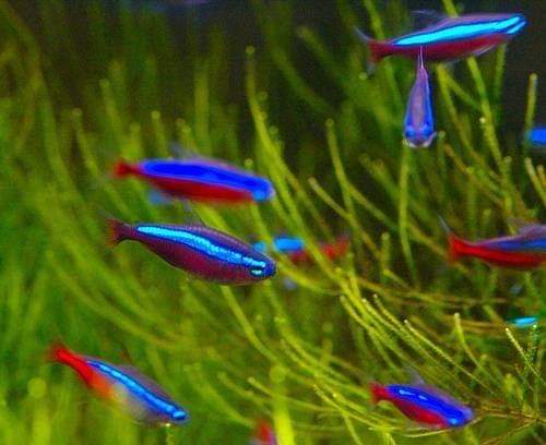 Schooling is a typical feature of neon tetra