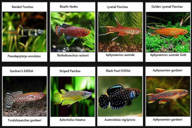 Scientific names of some killifish species