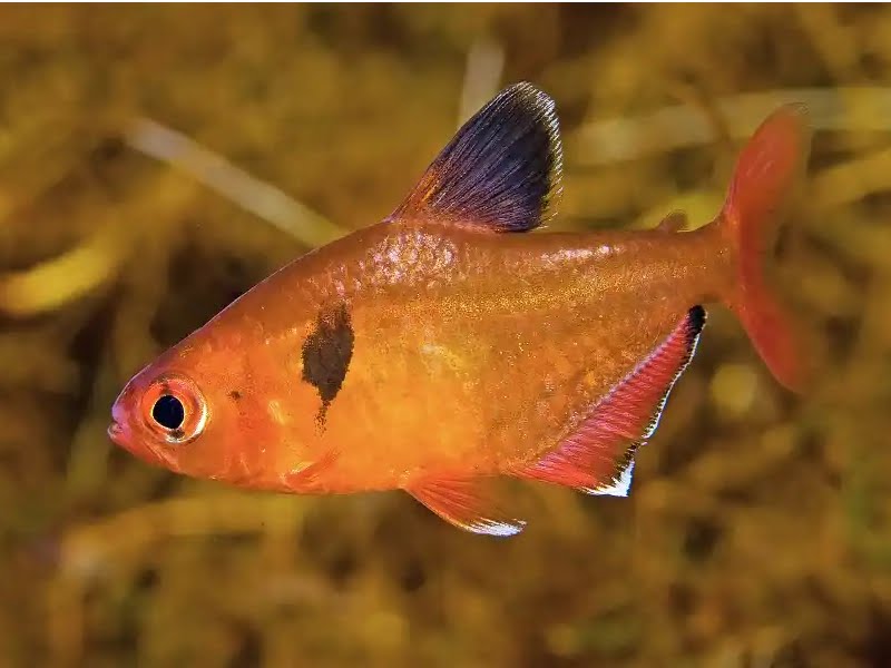 Serpae tetras are notorious fin nippers