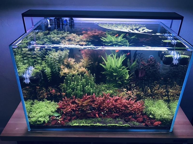 Set up the floating plants in your tank