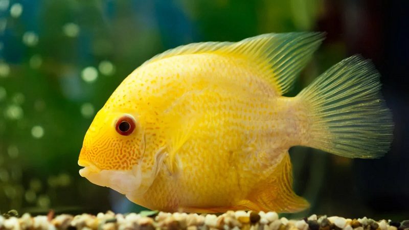 Gold Severum Cichlids