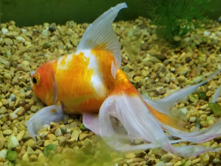 The Risk Dangers Of Side Effects Of Eating A Live Goldfish: 4 Causes