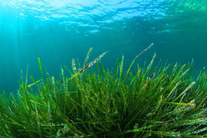 Spirulina is one environmental ingredient to look for in excellent meals