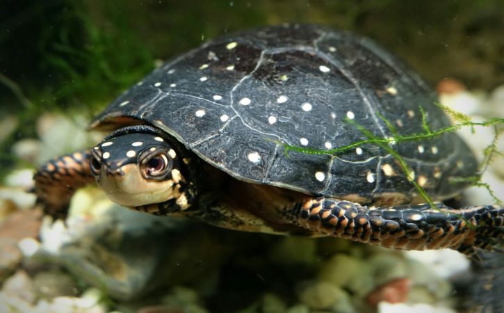 Spotted Turtles