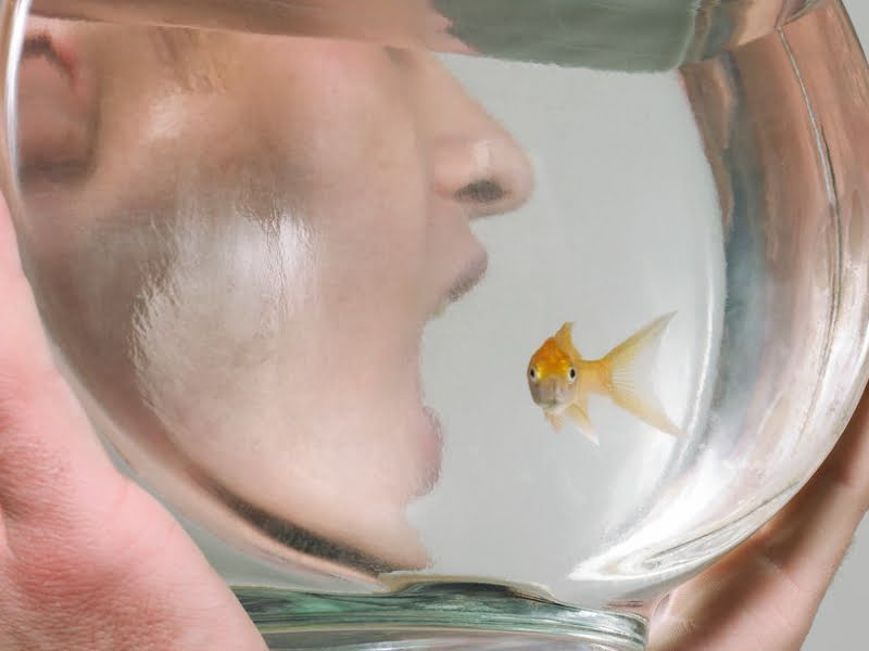 Stop eating live goldfish