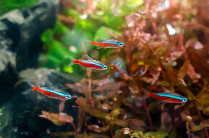 Top 5 Questions About Neon Tetras Water Temperature