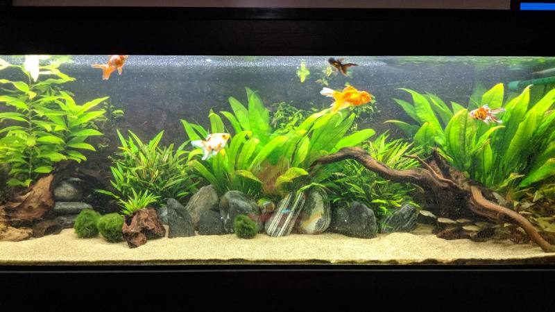 You will need a really large tank to keep cichlids and goldfish together