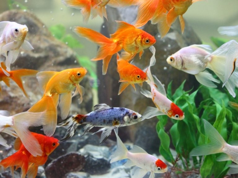 Goldfish 10 Gallon Tank About Ideal Goldfish Tank Size