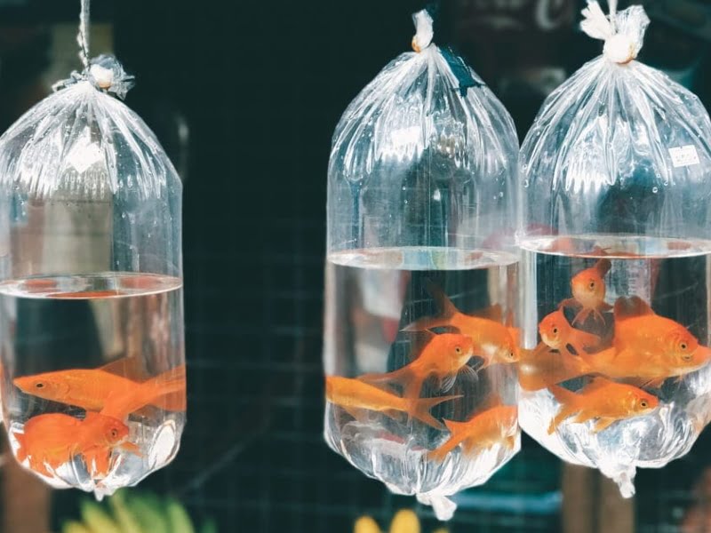 The best way to transport your goldfish is within thick bags