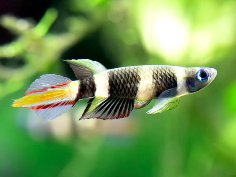 The clown killifish is small when it is young, but it develops swiftly