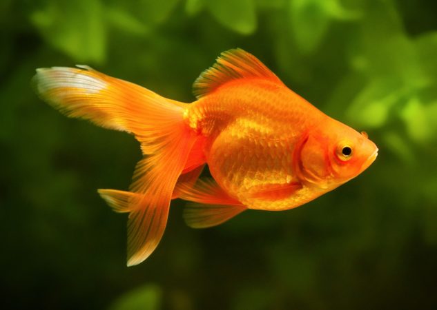 The IQ of a Goldfish