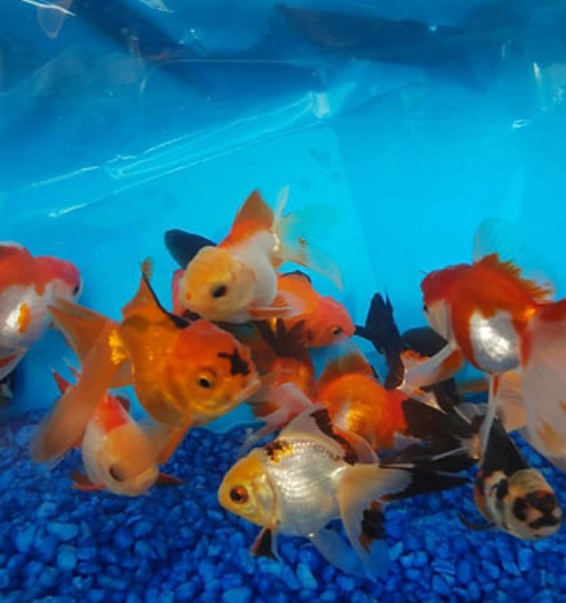 The Oranda can breed in a healthy environment