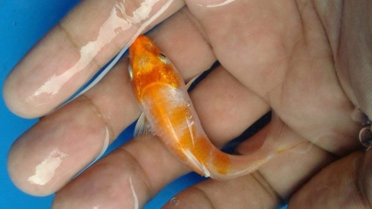 The patterns of young koi become more distinct after one or two months