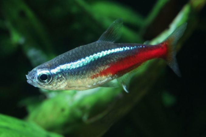 Things make neon tetras hardy