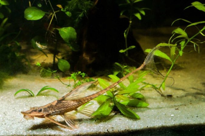 Twig catfish (Farlowella)