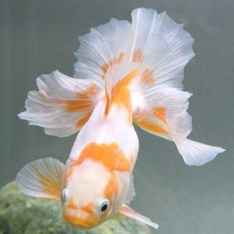 Twisty tail goldfish aka Tosakin is a tiny goldfish