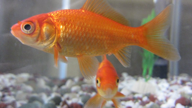 You can keep two common goldfish in a 20-gallon tank