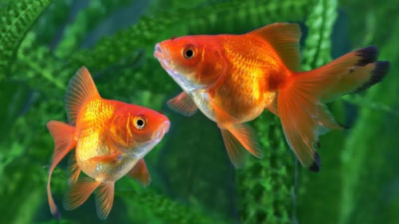 Two Goldfish In A Tank: Did You Know Which Is The Ideal Size For Their Health?