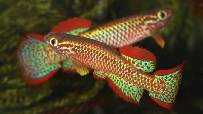 5 Representative Species Of West African Killifish: How Beauty Of Nature Is!