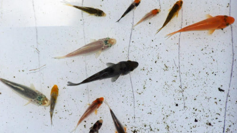 Answered: Your Most Burning Questions About What Color Are Baby Koi Fish