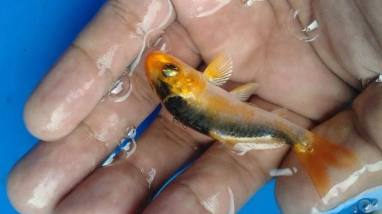 Color of baby koi fish
