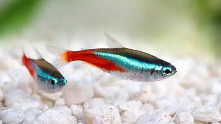 What Fish Eat Neon Tetras And 4 Related Questions About This Fish