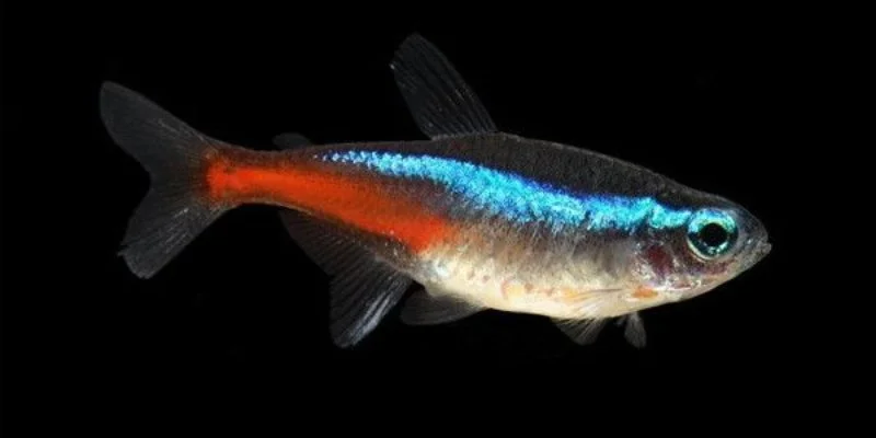 What Is Neon Tetra Disease & Why It Become The Most Dangerous Illness