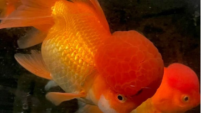What To Do With A Goldfish That's Too Big: 2 Useful Ways