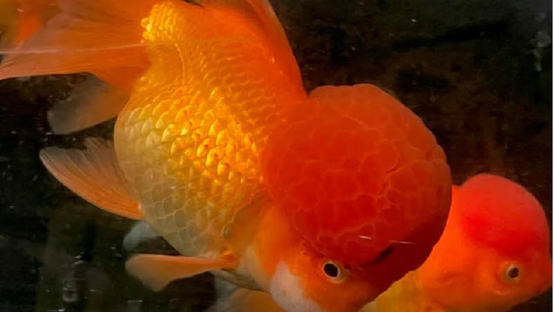 What To Do With A Goldfish That's Too Big: 2 Useful Ways