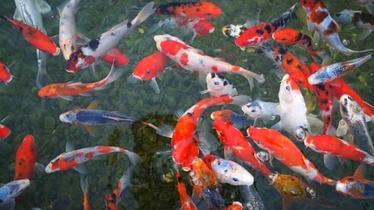 Where Can I Sell My Koi Fish? - 5 Tips About Selling Koi Fish