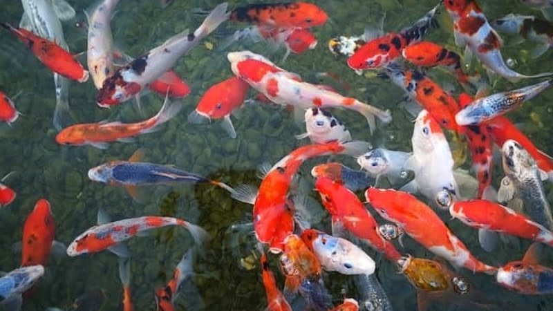 Where Can I Sell My Koi Fish? - 5 Tips About Selling Koi Fish