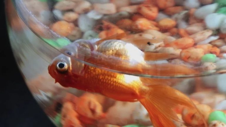 Why Do Goldfish Die So Fast? - Here Are 7 Reasons Why!