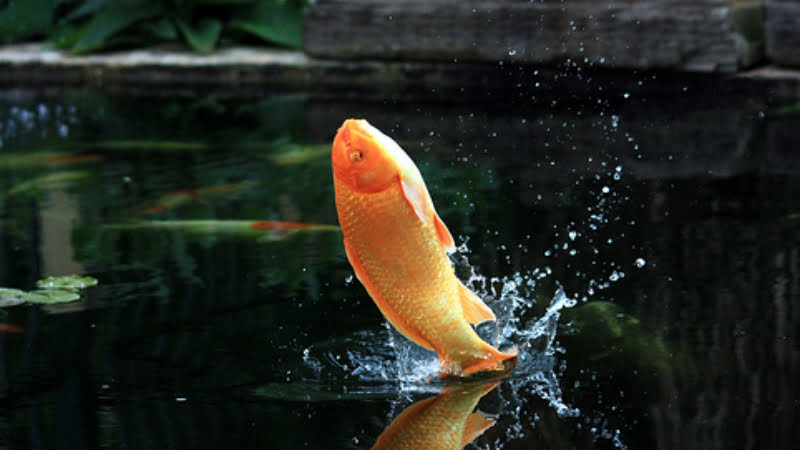 Story Behind Why Do Koi Fish Jump And 5 Simple Guidance For You In Preventing This From Happening